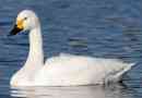 Swan-clicun